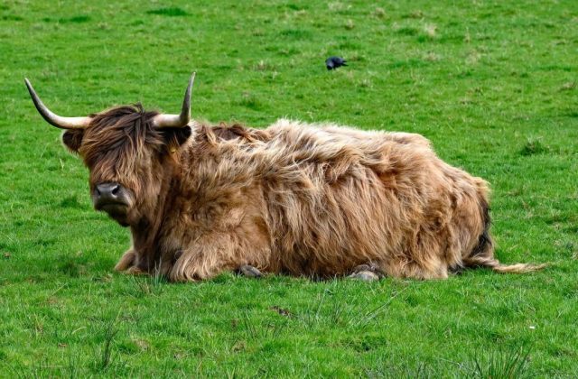 schottland-highland-cattle
