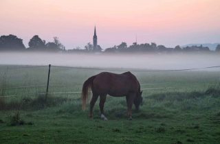 pferd-im-morgennebel