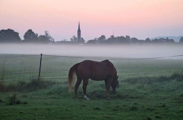 pferd-im-morgennebel