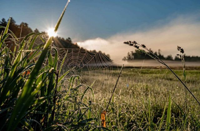 spinnennetz-sonnenstern-tau