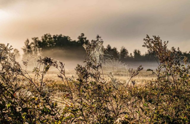 feld-spinnweben-nebel