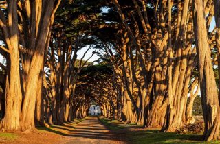 cypress-tree-tunnel
