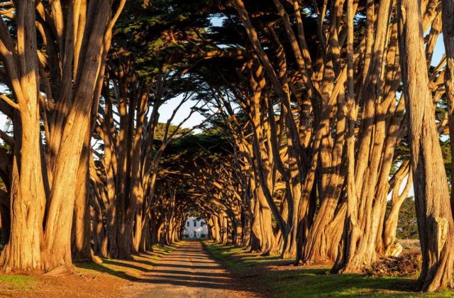 cypress-tree-tunnel