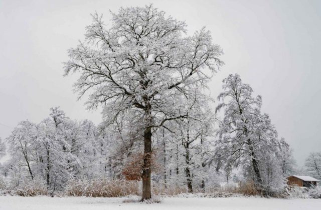 trees-in-deep-snow